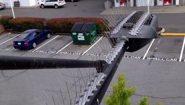 WH-PCA5060 Stainless Steel Anti Bird Control Bird Spike Bird Spikes On Pole Lighting 706x400