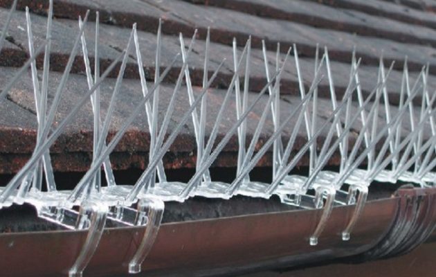 Bird Control 5 630x400