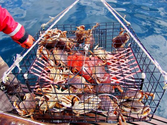 Trap Wire-Hex Vinyl Coated Lobster Trap,Crab Trap Black Square Crab Trap 533x400