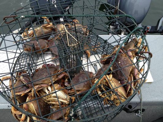 Trap Wire-Hex Vinyl Coated Lobster Trap,Crab Trap Cylinder Crab Trap 533x400