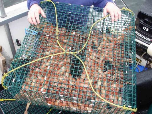 Trap Wire-Hex Vinyl Coated Lobster Trap,Crab Trap Lobster Traps 533x400