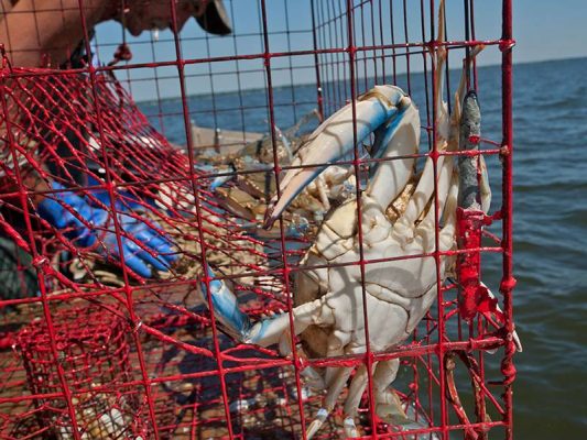 Trap Wire-Hex Vinyl Coated Lobster Trap,Crab Trap Red Crab Trap 533x400