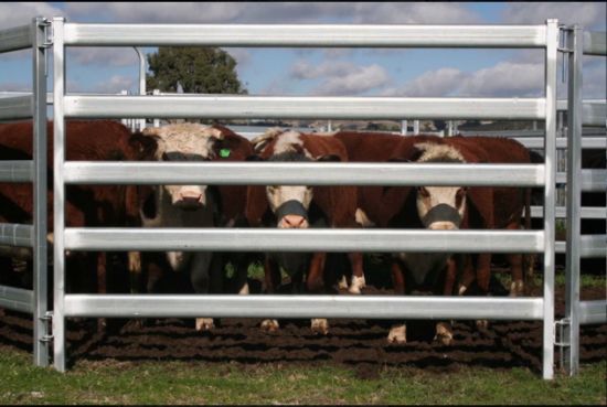 1.8m × 2.1m Durable galvanized steel oval rails Australia type farm fence panel livestock cattle yard panel Cattle Stock Yard Panels Loading Ramp Crush Feeder